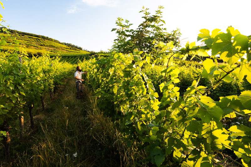 AGRICULTURE-BIOLOGIQUE