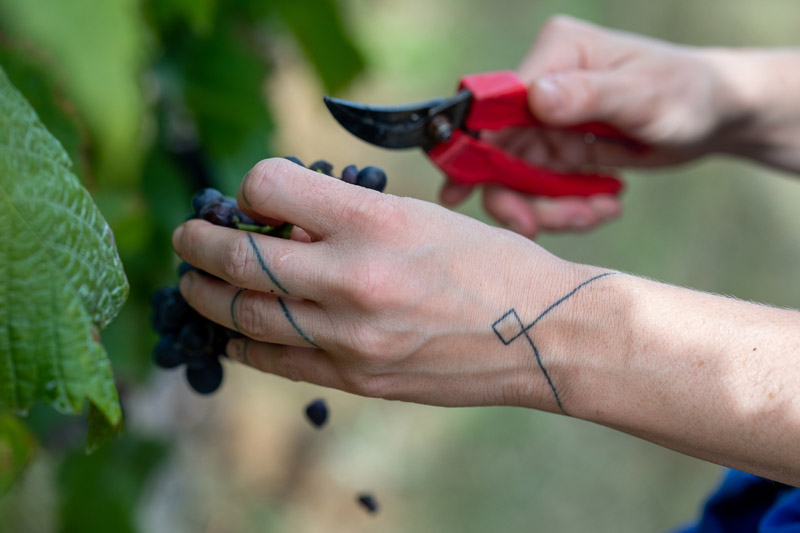 VENDANGES