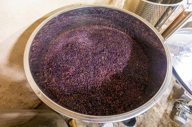 VINIFICATION-1